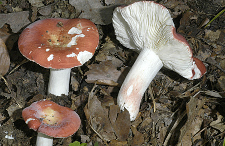 Harter Zinnobertäubling (Russula rosea) - © Heinz Prelicz